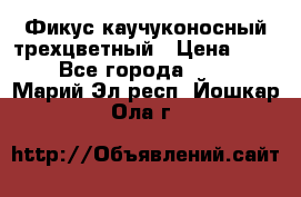 Фикус каучуконосный трехцветный › Цена ­ 500 - Все города  »    . Марий Эл респ.,Йошкар-Ола г.